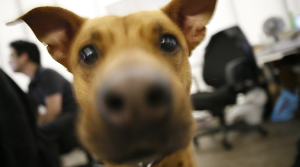 coworking, coworking spaces, pets at work, leisurely workplace